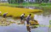 উল্লাপাড়ায় বৃষ্টি : ডুবে গেছে পাকা ধান