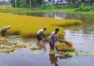 উল্লাপাড়ায় বৃষ্টি : ডুবে গেছে পাকা ধান
