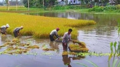 উল্লাপাড়ায় বৃষ্টি : ডুবে গেছে পাকা ধান