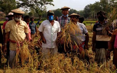 উল্লাপাড়ায় কৃষকের ধান কেটে দিলেন কৃষকলীগের নেতাকর্মীরা