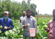 নাগরপুর গয়হাটা গড়ে উঠেছে নিরাপদ সবজি গ্রাম