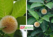 ঠাকুরগাঁওয়ে হারিয়ে যাচ্ছে কদম ফুলের হাসি