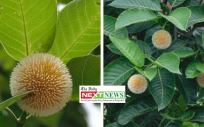 ঠাকুরগাঁওয়ে হারিয়ে যাচ্ছে কদম ফুলের হাসি