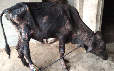 বোচাগঞ্জে গরুর লাম্পি স্কিন ভাইরাসের দুশচিন্তায় খামারী ও প্রান্তিক কৃষকরা