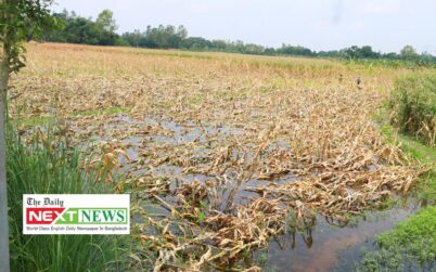 ফুলবাড়ীতে ঝড়োবৃষ্টিতে কৃষকের চোখে পানি ॥ কৃষিতে ক্ষতি সোয়া কোটি টাকা
