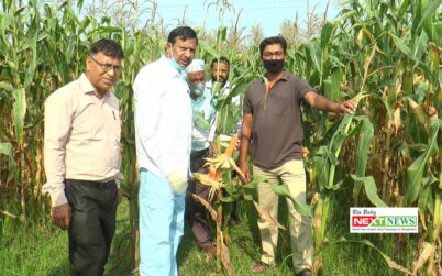বাংলাদেশ গম ও ভুট্টা গবেষণা ইন্সটিটিউটের বিজ্ঞানীরা আবিস্কার করেছে নতুন ভুট্টার জাত