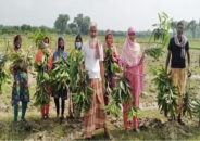 নওগাঁয় ৪শ’ আমগাছ কাটলো প্রতিপক্ষ