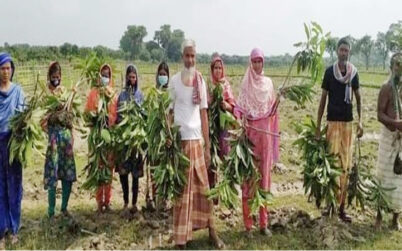 নওগাঁয় ৪শ’ আমগাছ কাটলো প্রতিপক্ষ