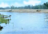 ঠাকুরগাঁওয়ের টাঙ্গনে নির্বিচারে চলছে মা মাছ নিধন