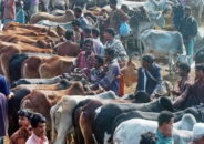 করোনায় কেমন হবে ‘কোরবানির পশুর হাট’