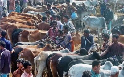 করোনায় কেমন হবে ‘কোরবানির পশুর হাট’