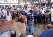 বীরগঞ্জ কোরবানীর পশুরহাটে মানা হচ্ছে না স্বাস্থ্যবিধি