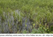 অতি বৃষ্টিতে কুষ্টিয়ার ভেড়ামারায় আখ ফসলের ব্যাপক ক্ষতি; কৃষকদের মাথায় হাত
