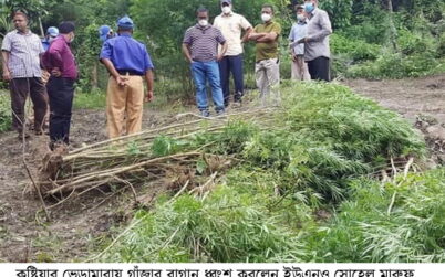 কুষ্টিয়ার ভেড়ামারায় ৫৫টি গাঁজা গাছের বাগান ধ্বংশ করলেন উপজেলা নির্বাহী কর্মকর্তা সোহেল মারুফ