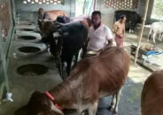 ঠাকুরগাঁওয়ে গরুর ন্যায্য মূল্য পাওয়া নিয়ে শঙ্কায় খামারিরা