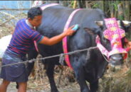 গাইবান্ধায় নয় লাখ টাকা দামে বিশাল আকৃতির কোরবানির পশু যুবরাজকে দেখতে মানুষের ভিড়