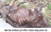 উল্লাপাড়ায় অসুস্থ গরু জবাইয়ের সময় আটক এক