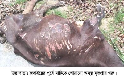উল্লাপাড়ায় অসুস্থ গরু জবাইয়ের সময় আটক এক