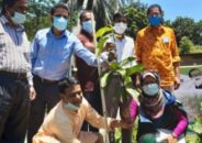 বঙ্গবন্ধুর জন্মশতবার্ষিকী উপলক্ষে নাগরপুরে বৃক্ষরোপণ কর্মসূচি