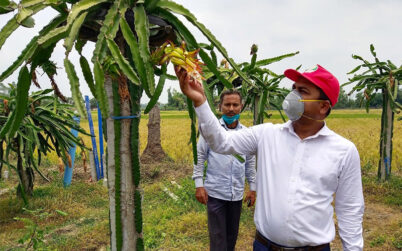 নওগাঁতে বিদেশি ফল ড্রাগন চাষে আগ্রহ বাড়ছে