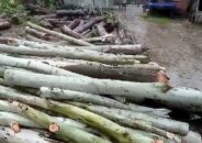 ঠাকুরগাঁওয়ে চেয়ারম্যানের নির্দেশে ভোর রাতে কেটে ফেলা হলো রাস্তার পাশের সরকারি গাছ