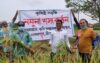 নাগরপুরে আউশের নমুনা শস্য কর্তন