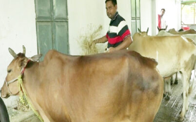 নওগাঁয় কোরবানি পশুর দাম নিয়ে শঙ্কায় ৩১ হাজার খামারী