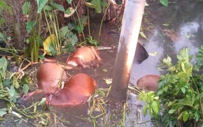 টাঙ্গাইলে ট্রাক খাদে পড়ে ৬ গরুর মৃত্যু