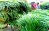 ঠাকুরগাঁওয়ে জনপ্রিয় হচ্ছে নেপিয়ার ঘাস চাষ
