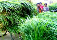 ঠাকুরগাঁওয়ে জনপ্রিয় হচ্ছে নেপিয়ার ঘাস চাষ