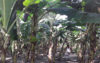 নীলফামারীতে কলা চাষে আশাবাদী কৃষকেরা