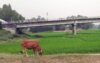 টাঙ্গাইলে খরস্রোতা ধলেশ্বরী নদীর বুকে এখন সবুজের সমারোহ