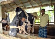 কালিহাতীতে কোরবানীর গরু “নয়া দামান” আলোচনায়