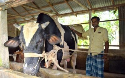 কালিহাতীতে কোরবানীর গরু “নয়া দামান” আলোচনায়