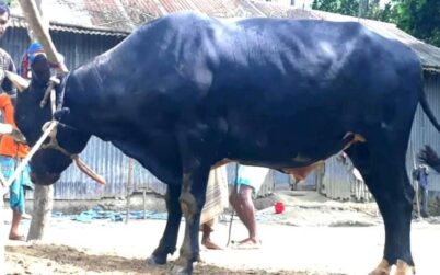 কালিহাতীতে ২০ মণ ওজনের বুদ্ধুকে নিয়ে বিপাকে খামারী